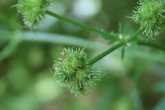 Sanicula marilandica