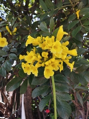 Tecoma stans