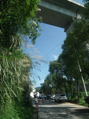 Miscanthus floridulus