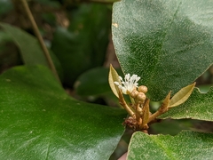 Croton cascarilloides