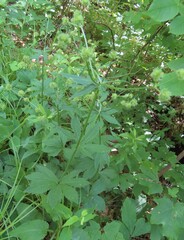 Sanicula marilandica