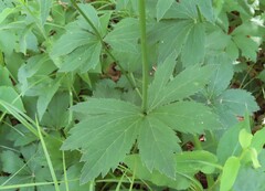Sanicula marilandica