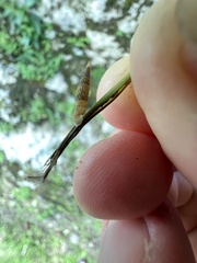 Brachypodella riisei