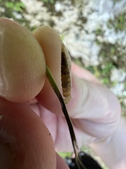 Brachypodella riisei