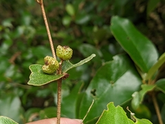 Croton cascarilloides