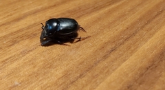 Onthophagus