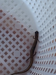 Eurycea quadridigitata