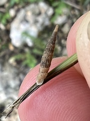 Brachypodella riisei