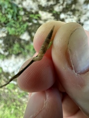 Brachypodella riisei