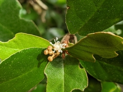 Croton cascarilloides