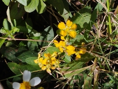 Gaudichaudia cynanchoides