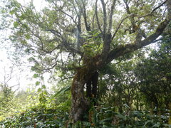 Vittaria isoetifolia