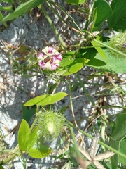 Passiflora ciliata