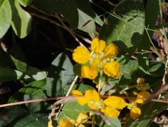 Gaudichaudia cynanchoides