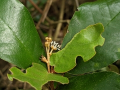 Croton cascarilloides