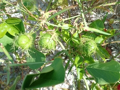 Passiflora ciliata