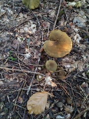 Cortinarius venetus