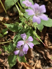 Geranium nodosum