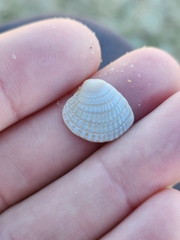Chione elevata