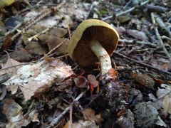Cortinarius venetus