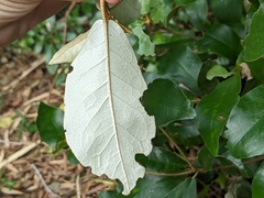 Croton cascarilloides