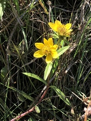 Bidens laevis