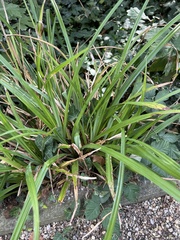 Carex sylvatica