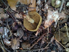 Cortinarius venetus
