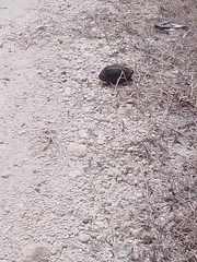 Kinosternon scorpioides