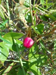 Passiflora ciliata