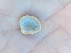 Chione elevata