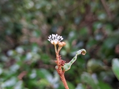 Croton cascarilloides