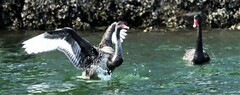 Cygnus atratus