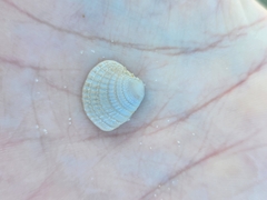 Chione elevata