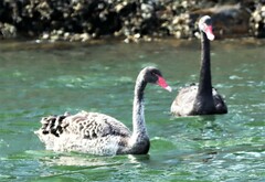 Cygnus atratus