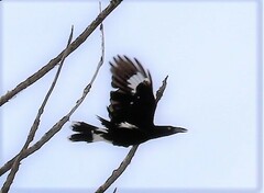 Strepera graculina