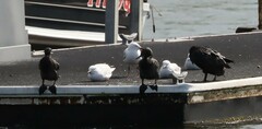 Phalacrocorax sulcirostris