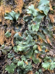 Marchantia chenopoda