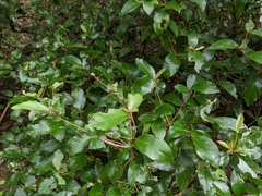 Croton cascarilloides