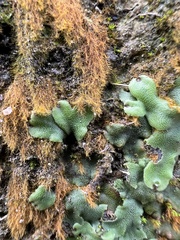 Marchantia chenopoda