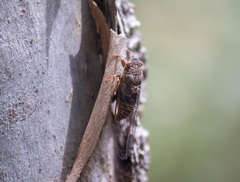 Birrima varians
