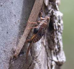 Birrima varians