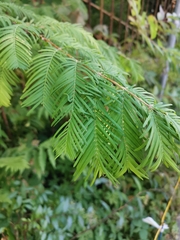 Metasequoia
