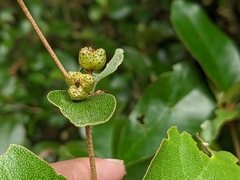 Croton cascarilloides