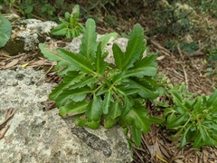 Kalanchoe integra