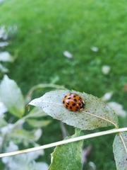 Harmonia axyridis