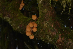 Dysoxylum pachyphyllum