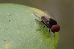 Lindneromyia