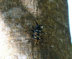 Sternotomis cornutor