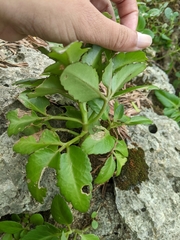 Kalanchoe integra